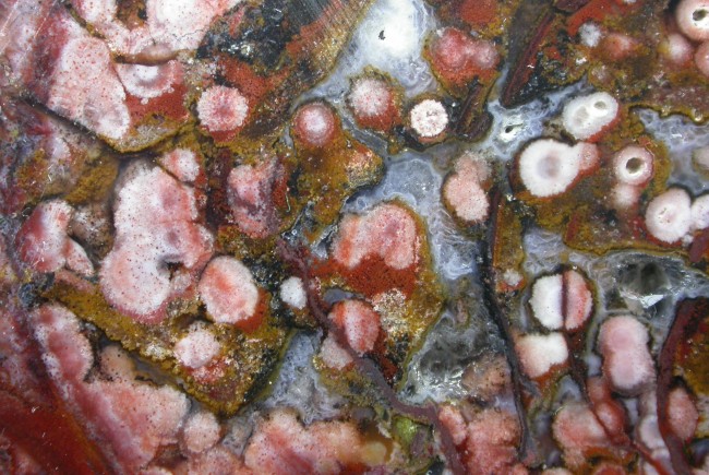 Jasperella_130_4.jpg