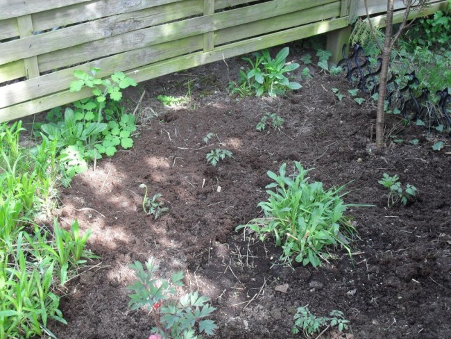 Purpur-Silberkerzen /die ganz kleinen), wildes Scharbockskraut, selbst angesiedeltes Taubenkropf-Leimkraut