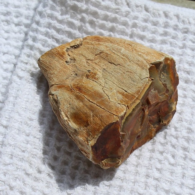 versteinertes Holz klein.jpg