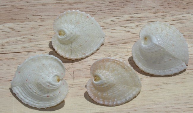 Herzmuschel, Corculum cardissa.jpg
