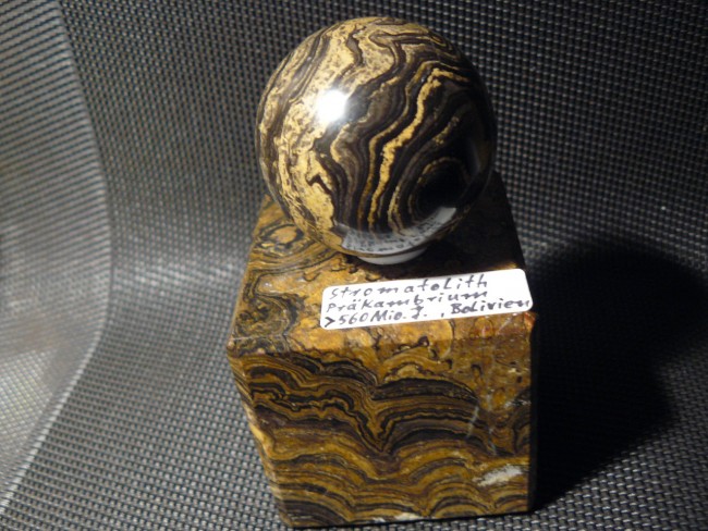 Stromatolith