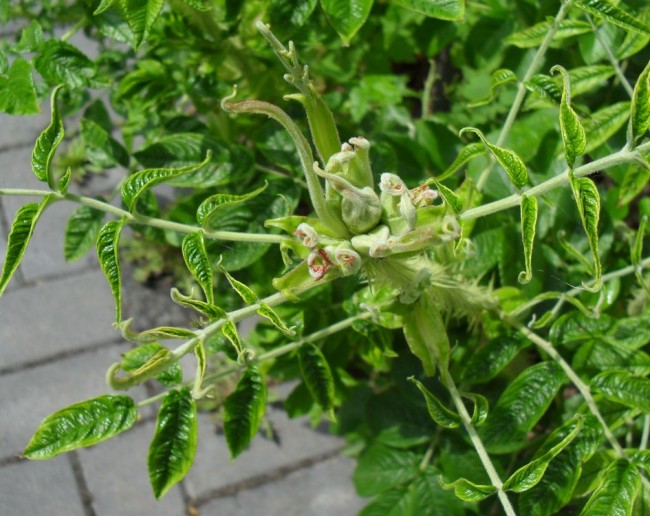 Kartoffelrose3.jpg