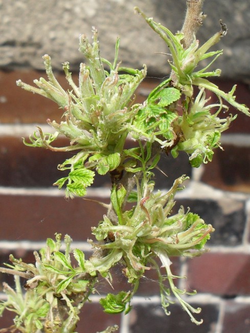 Kartoffelrose4.jpg