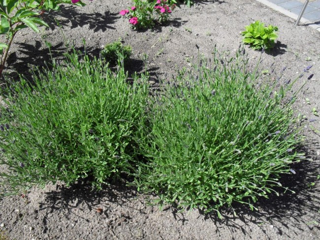 Lavendel.jpg