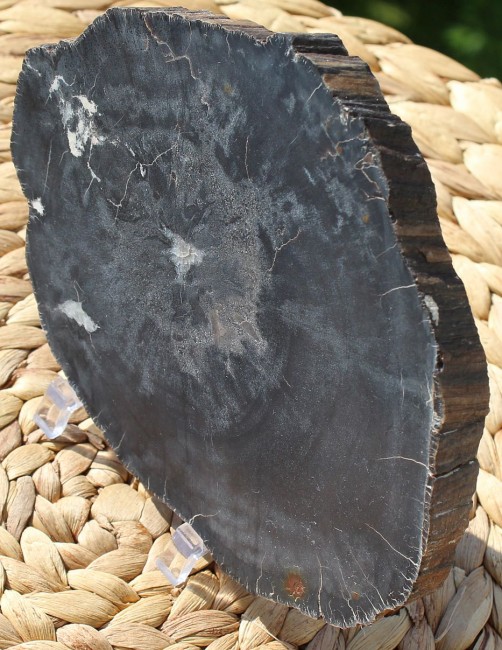 Petrified Wood BLACK FOREST 424g.jpg