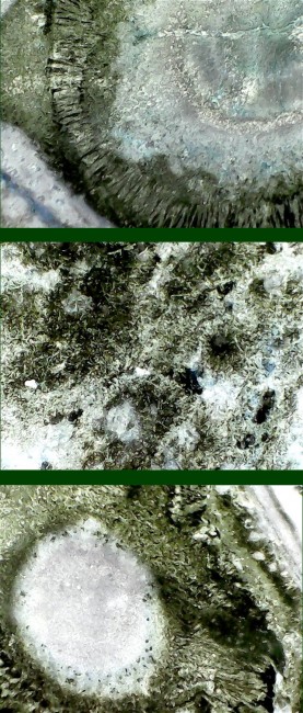 wasbinich001.jpg