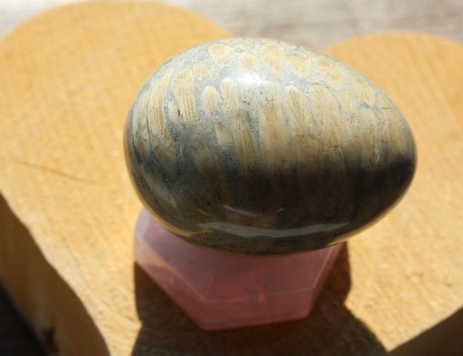 Coral FOSSIL Egg, 61mm 6.1OZ 1.jpg