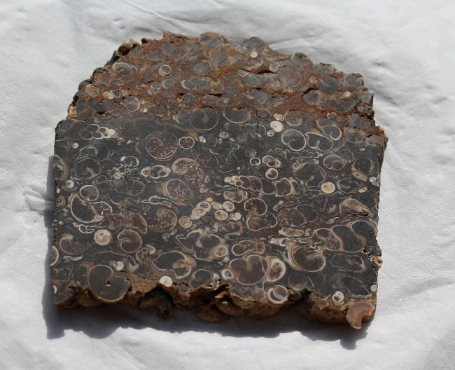TURRITELLA AGATE  80.6g 2.jpg
