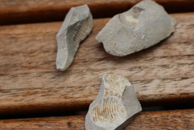 zuverschenkenFossilien.jpg