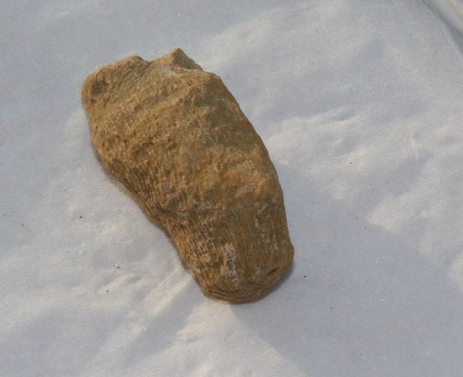 Fossil Rugose Horn Coral from Africa 41x20x19 mm 22.2 g.jpg