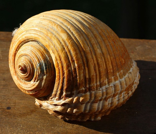 Meer-Schnecke.jpg