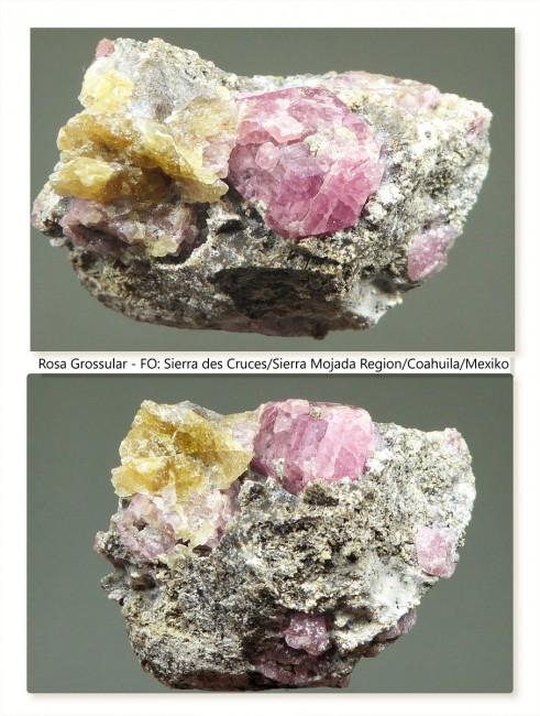 Rosa Grossular 2.jpg