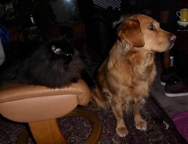 Gracie und Sunny.jpg
