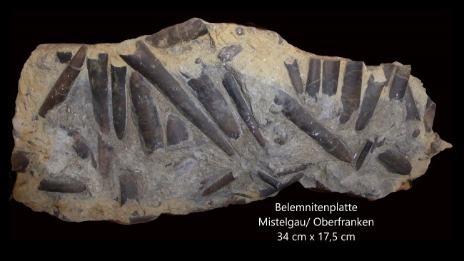 Belemnitenplatte.jpg