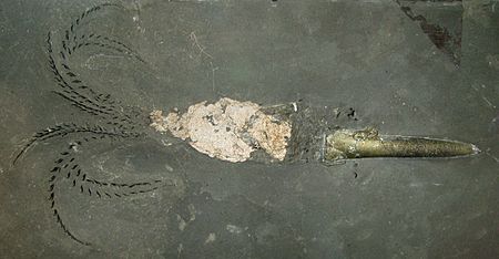 Fossil-Belemnoidea-complete (1).jpg
