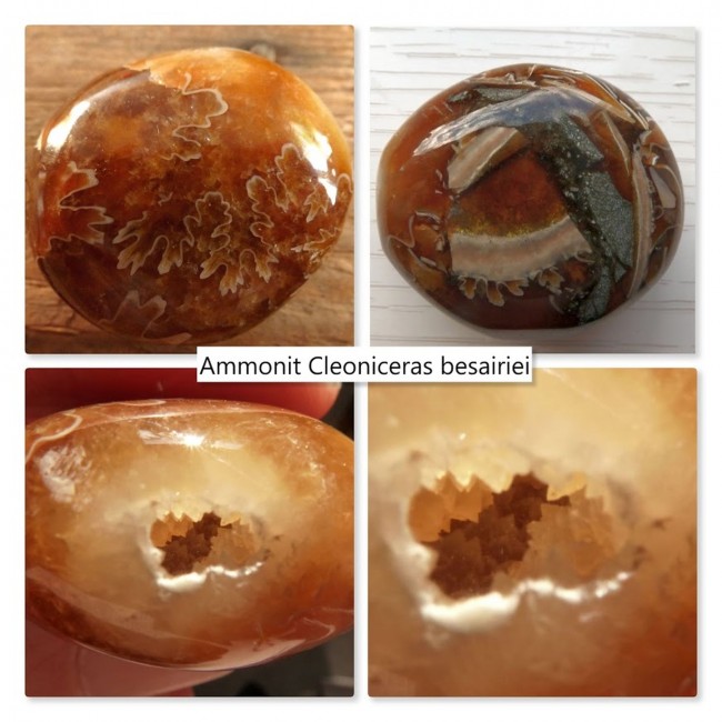 Ammonit Cleoniceras besairiei.jpg