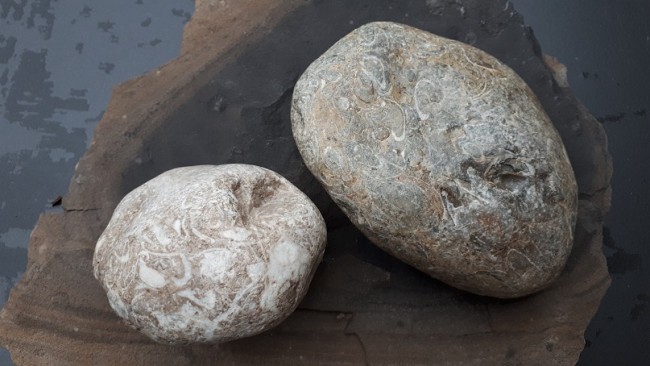 FO Schneckensteine.jpg