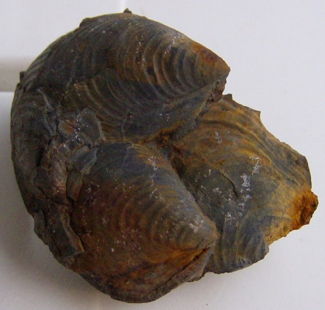 Funde Wehrendorf 009 (2).JPG