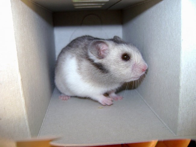 merlin003.jpg