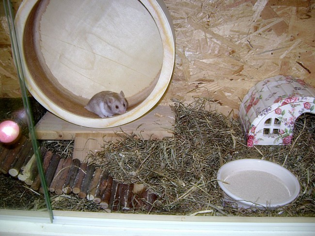 merlin004.jpg