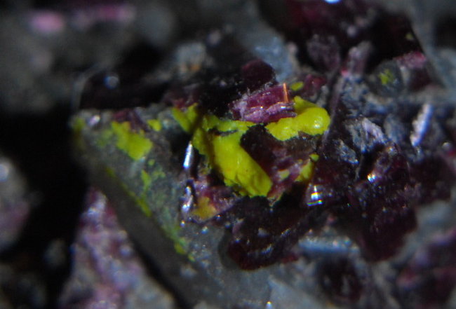 Erythrin vergr.DSCN0093.jpg