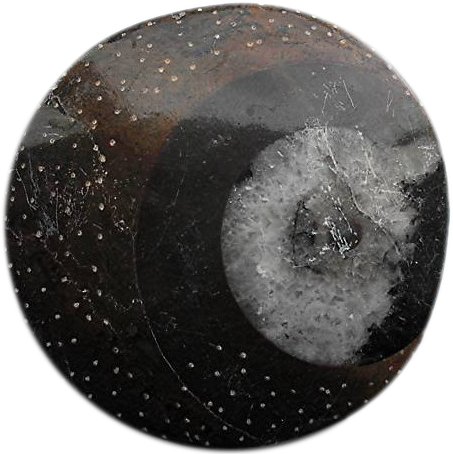 ammonit_gr.png