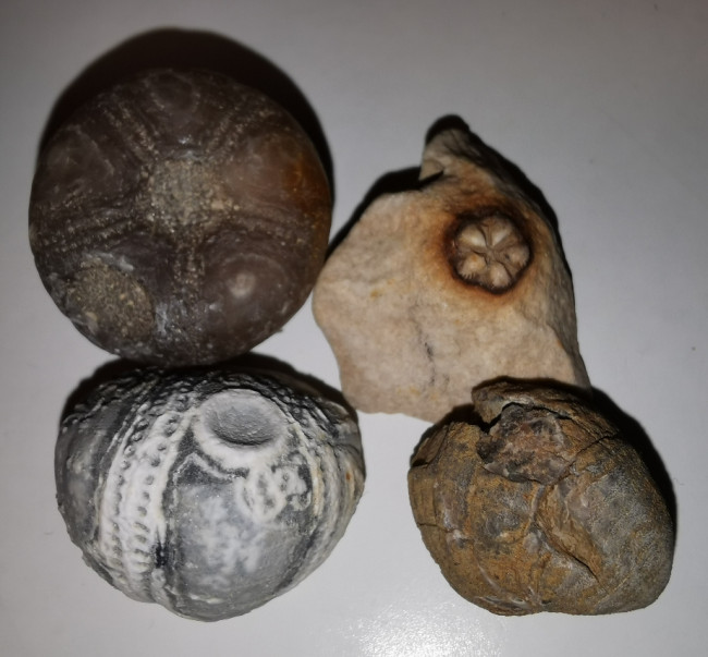 Muscheln und seeigeln