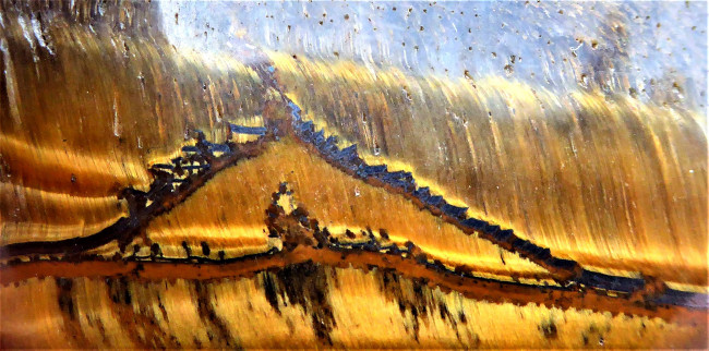 tigerauge2.jpg