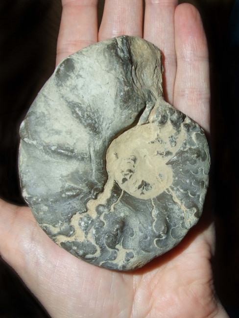 stein_ammonit_418.jpg