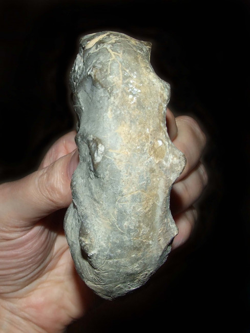 stein_ammonit_421.jpg