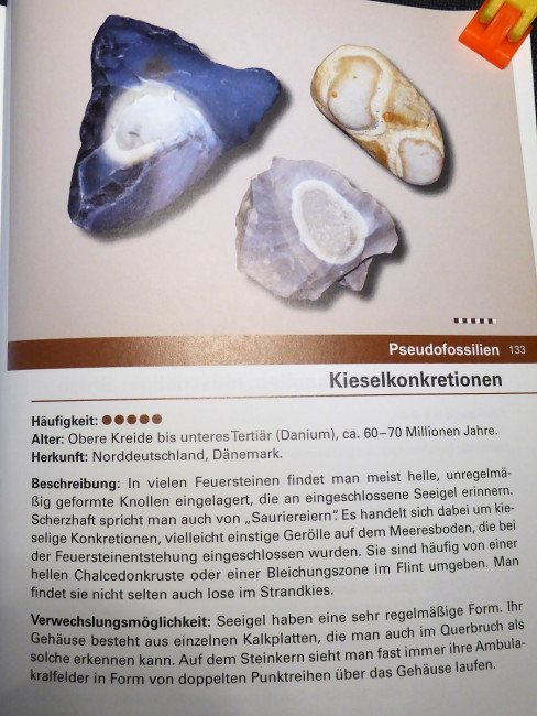 kieselkonkretionen.jpg