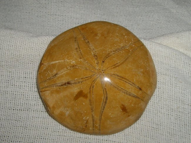 versteinerter See-Igel
