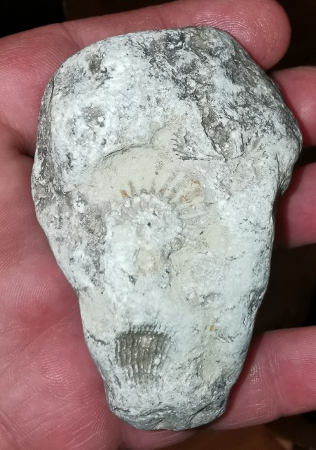 Abdrücke von Ammonite