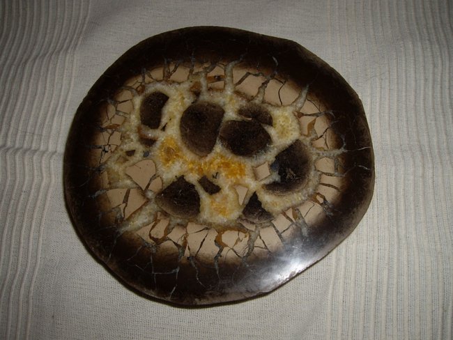 Septarie