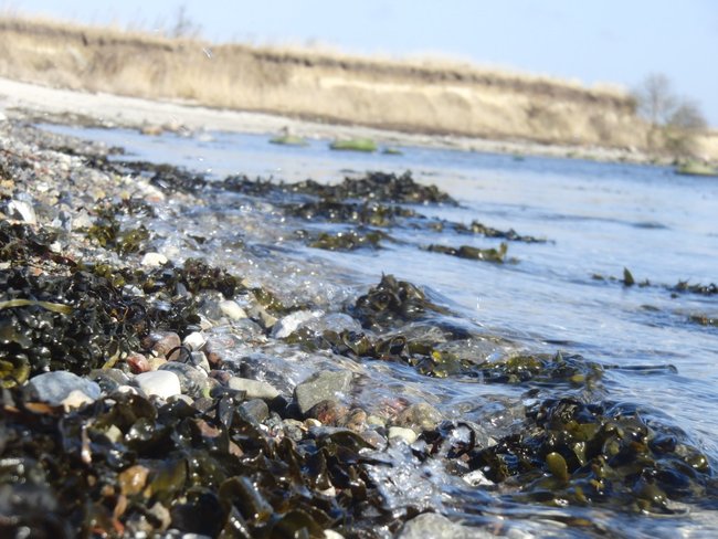 Heute An Der Ostsee Heimische Steine Mineralien Eigenfunde