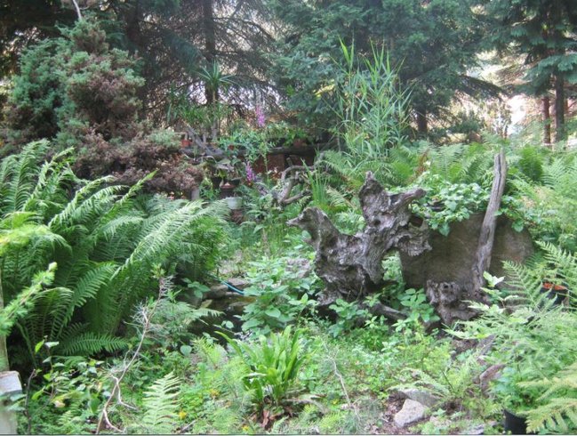 Heilkräuter - Hexen - Garten : Heilkräuter