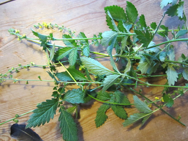 * Räucher Kräuter Harze Wurzeln * selber sammeln : Räuchern