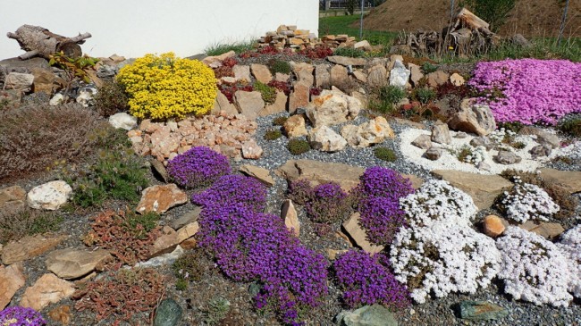 unser Steingarten blüht : Heimische Steine, Mineralien Eigenfunde