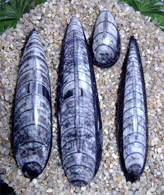 Orthoceras Orthoceras