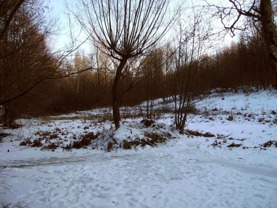 Bild