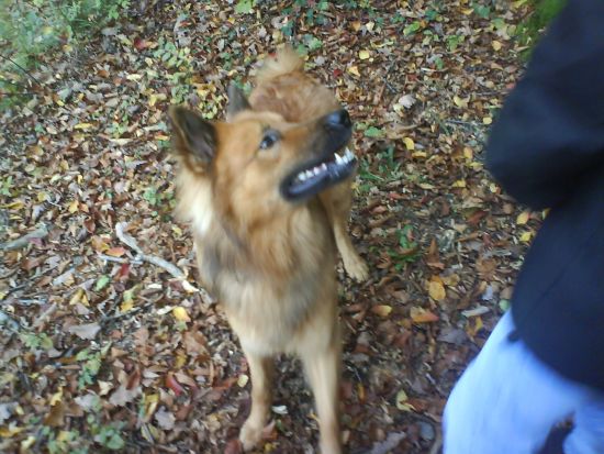 Bild